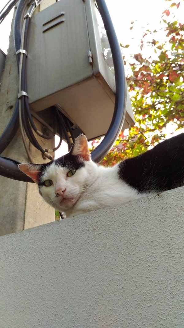 Photo by ASUS Zenfone 2 Laser (ZE551KL) (4)