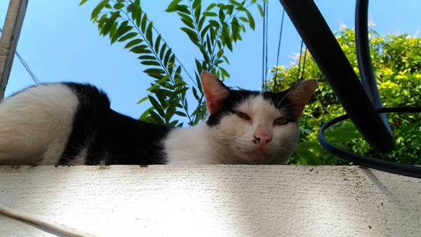 Photo by ASUS Zenfone 2 Laser (ZE551KL) (6)