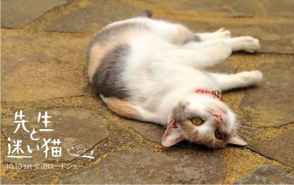 Finding-Calico--(5)