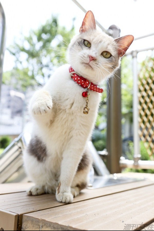 Finding-Calico--(7)
