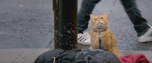 A-Street-Cat-Named-Bob-(10)