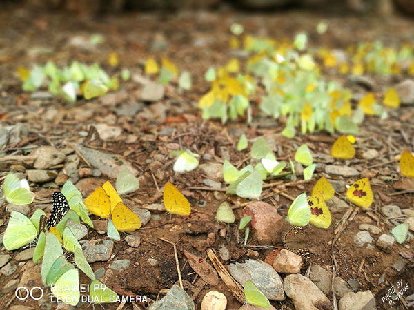 Huawei-P9-review-(14)