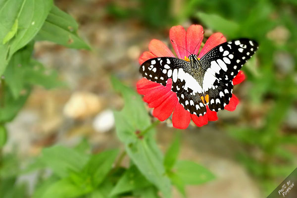 Huawei-P9-review-(16)