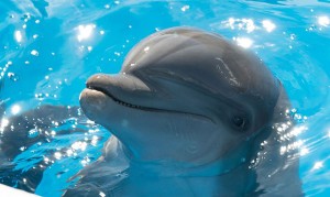 BERNIE-THE-DOLPHIN (2)