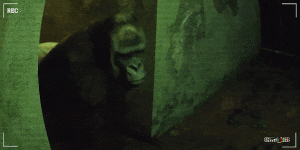 zoochosis (1)