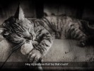 meowmories (7)
